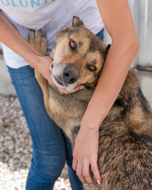 Lindo perro abandonado esperando ser adoptado por alguien