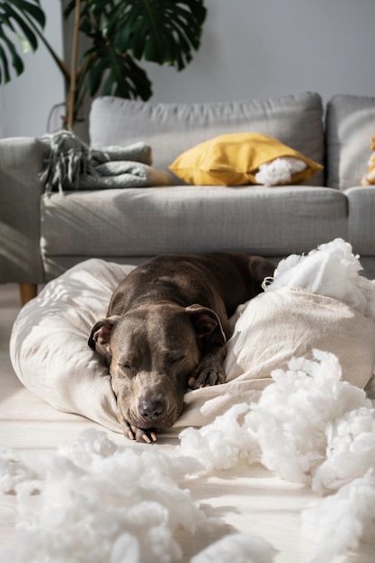 Foto gratuita lindo perro acostado sobre una almohada en casa