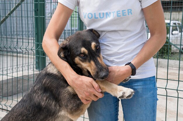 Lindo perro para adopción jugando con mujer