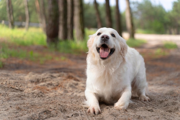 Lindo, perro, aire libre