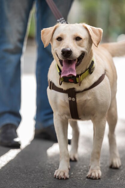 Lindo perro al aire libre paseando con correa