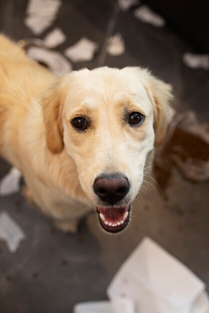 Lindo perro de alto ángulo después de hacer un lío