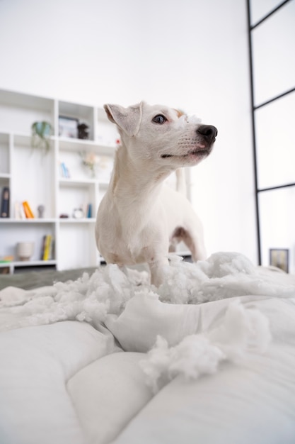 Lindo perro de ángulo bajo haciendo un lío