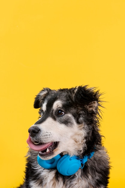 Lindo perro con auriculares en el cuello