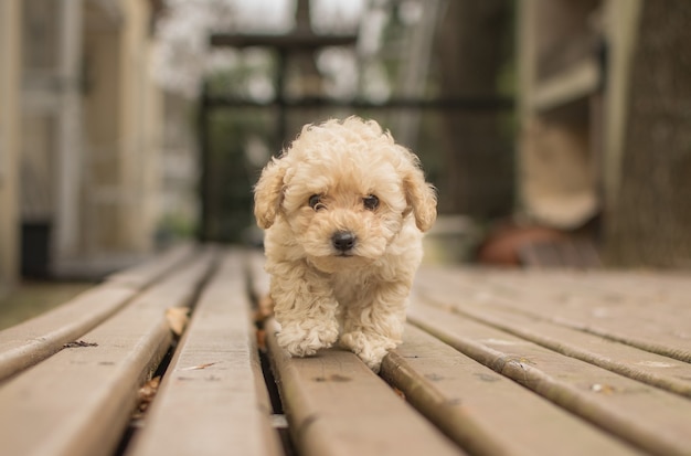 Lindo perro beige Shih-poo Maltipoo caminando sobre una plataforma de madera
