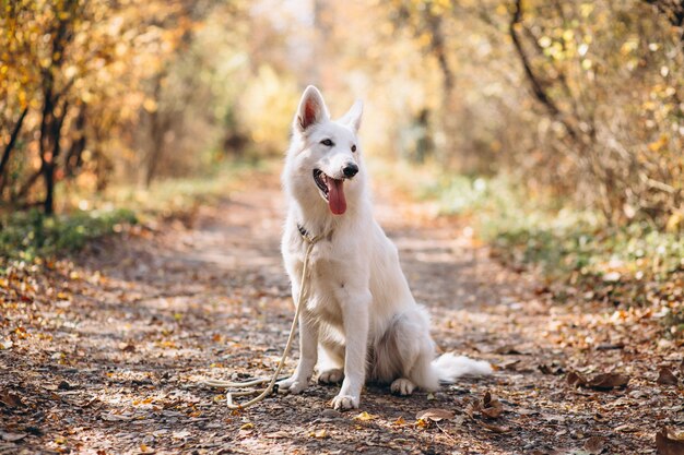 Lindo perro blanco sentado en el parque otoño