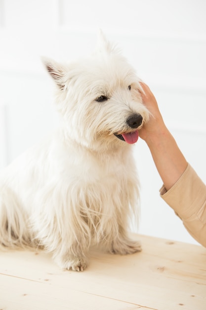 Lindo perro blanco sobre la mesa