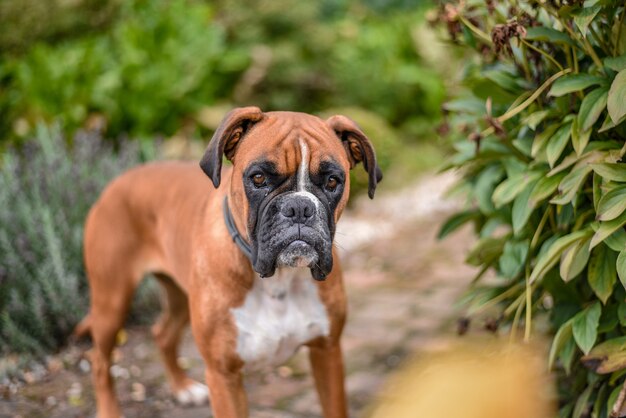 Lindo perro boxer de pie en un parque