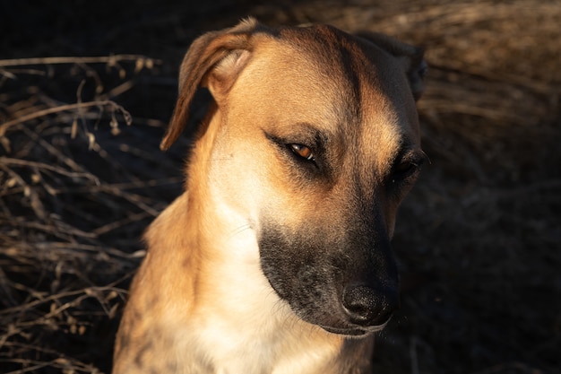 Lindo perro en el campo al atardecer