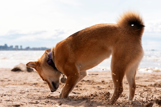 Lindo perro cavando en la arena