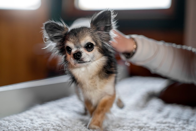 Lindo perro chihuahua en casa