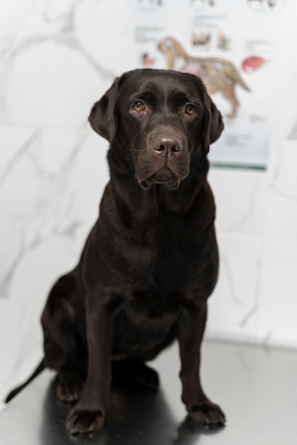 Lindo perro en clínica veterinaria