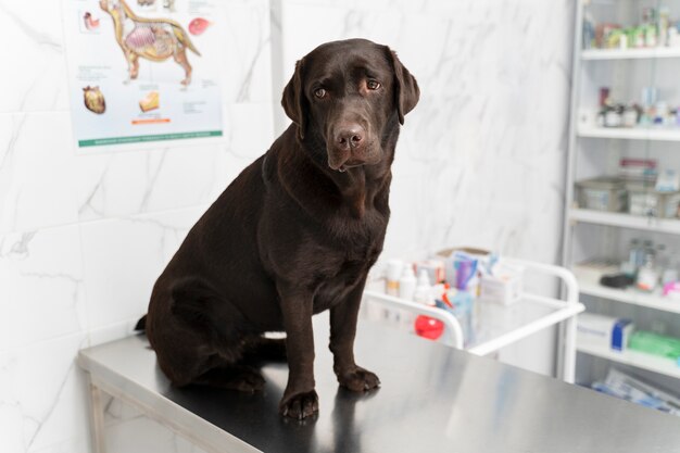 Lindo perro en la clínica veterinaria