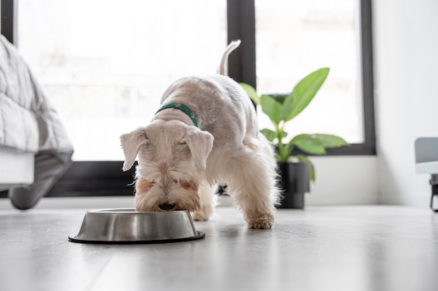 Foto gratuita lindo perro comiendo en casa