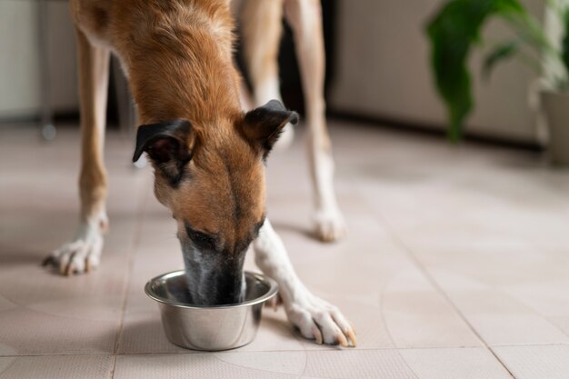 Lindo perro comiendo de un tazón