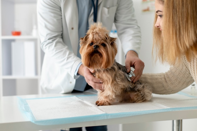 Foto gratuita lindo perro durante una consulta