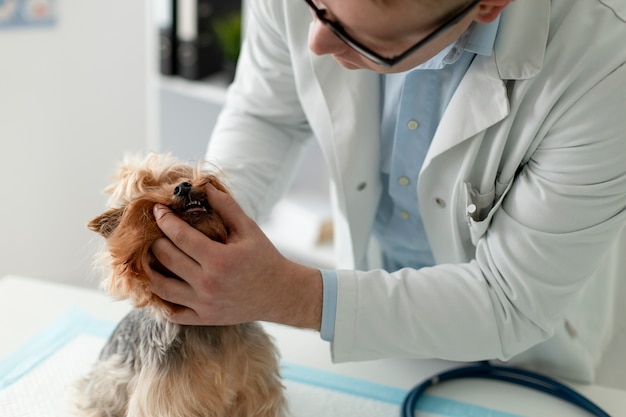 Lindo perro durante una consulta