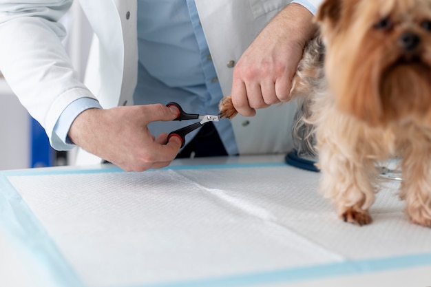 Foto gratuita lindo perro durante una consulta