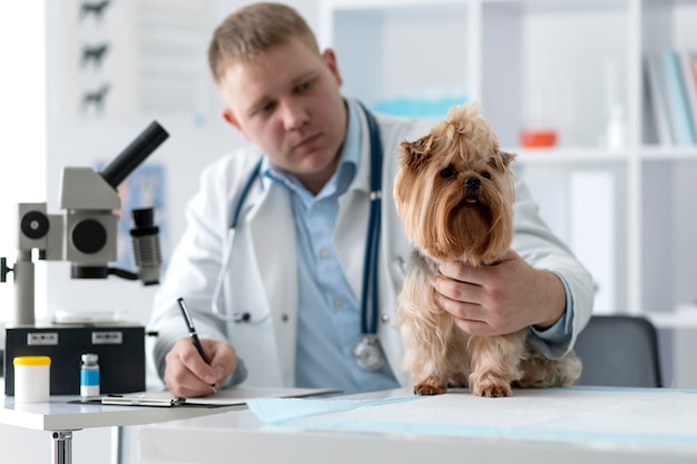 Lindo perro durante una consulta