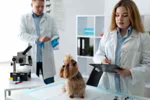 Foto gratuita lindo perro durante una consulta