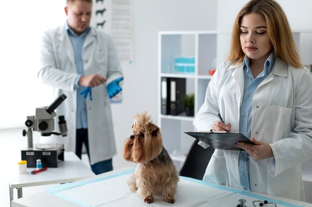 Lindo perro durante una consulta