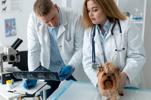 Lindo perro durante una consulta