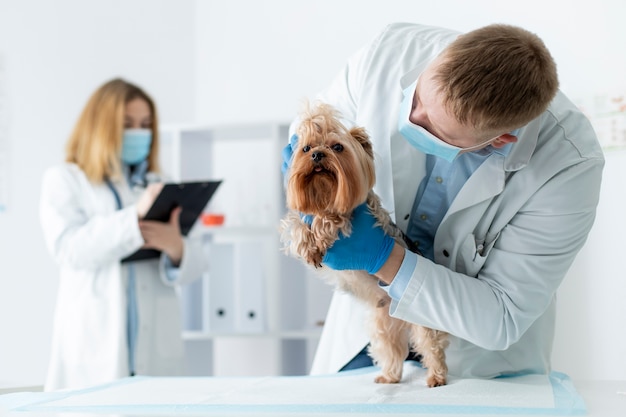 Foto gratuita lindo perro durante una consulta