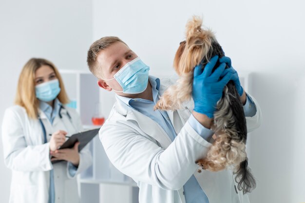 Lindo perro durante una consulta