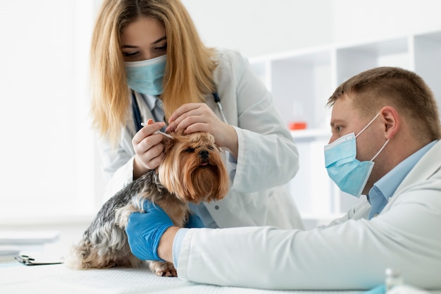 Foto gratuita lindo perro durante una consulta