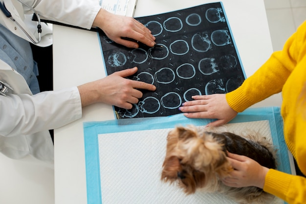 Foto gratuita lindo perro durante una consulta