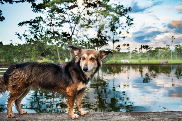 Lindo perro corgi de pie junto al lago con hermosas nubes en la escena