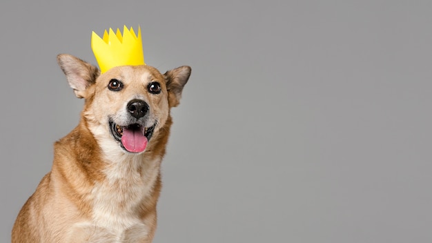 Lindo perro con corona y espacio de copia