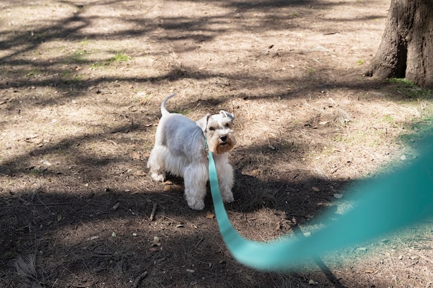 Foto gratuita lindo perro con correa azul al aire libre