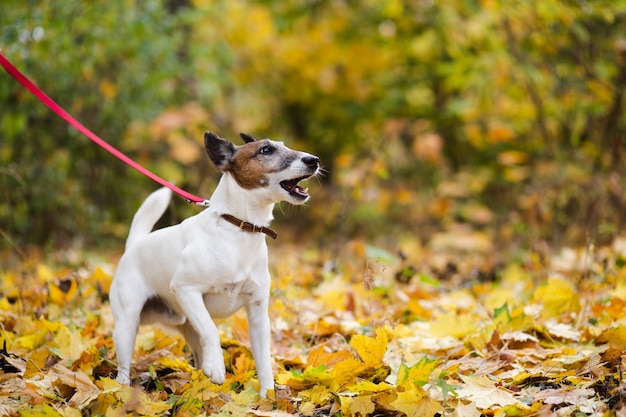 Lindo perro con correa de pie en el bosque