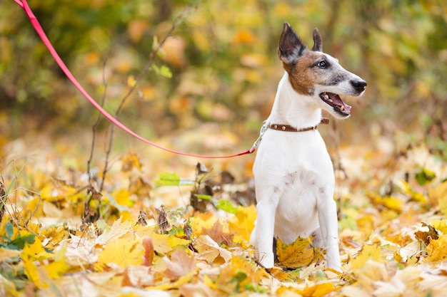 Lindo perro con correa sentado en el bosque