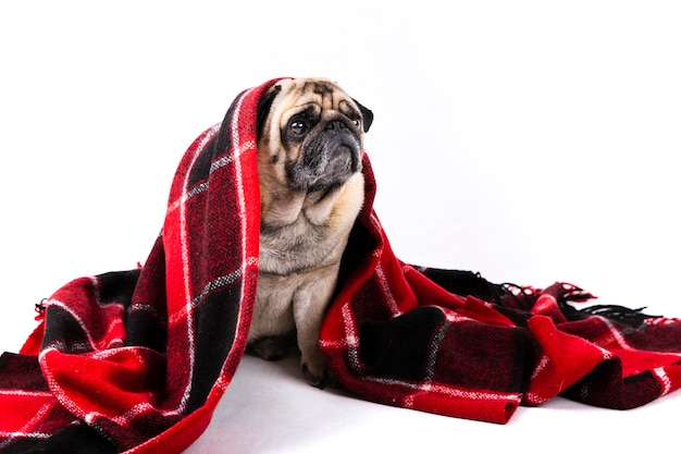 Lindo perro cubierto con una manta roja y negra