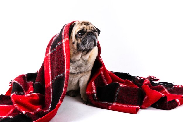 Lindo perro cubierto con una manta roja y negra