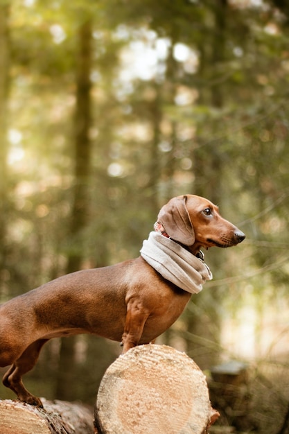 Lindo perro dachshund marrón durante el día