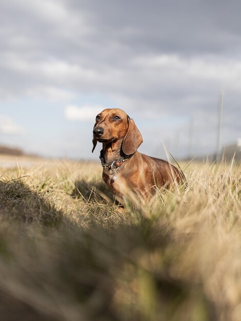 Lindo perro dachshund marrón durante el día