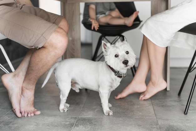 Lindo perro debajo de la mesa con la familia sentada en una silla