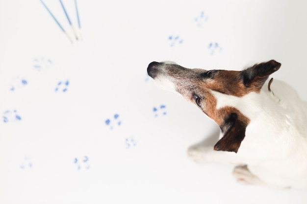 Lindo perro dejando marcas de pintura