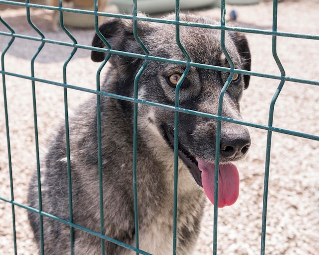 Lindo perro detrás de la valla esperando ser fomentado por alguien