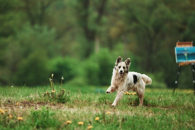 Lindo perro disfrutando de caminar durante el día cerca del bosque. Pintura sobre caballete en el fondo