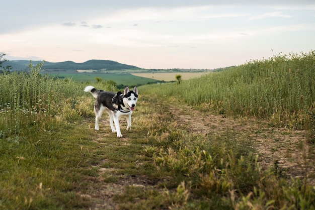 Lindo perro divirtiéndose en la naturaleza