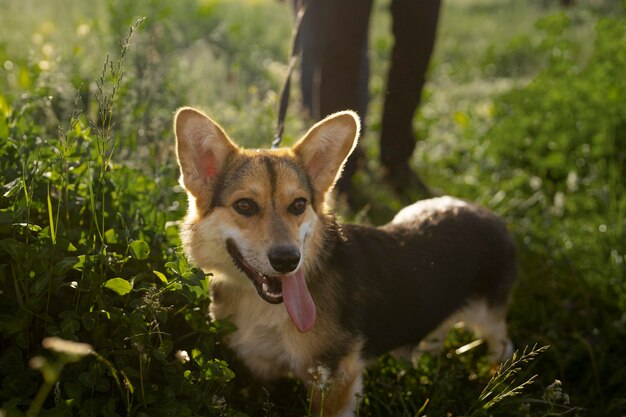 Lindo perro con dueño en la naturaleza.