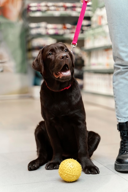 Lindo perro con dueño en la tienda de mascotas