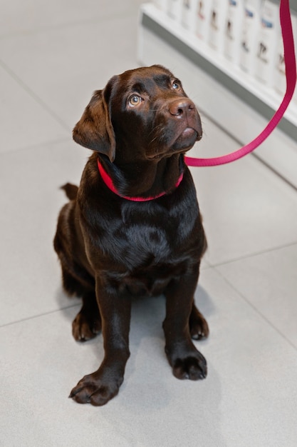 Foto gratuita lindo perro con dueño en la tienda de mascotas