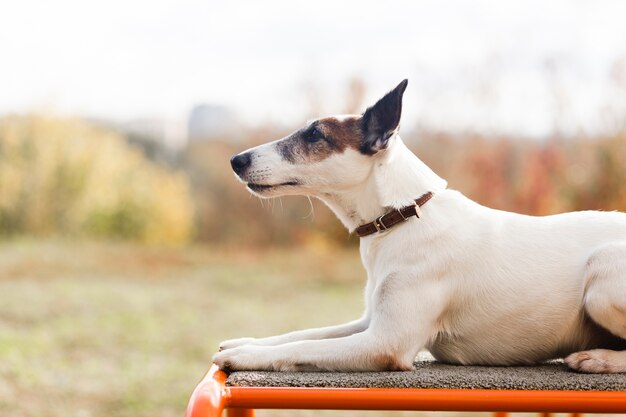 Lindo perro escalofriante en parque infantil