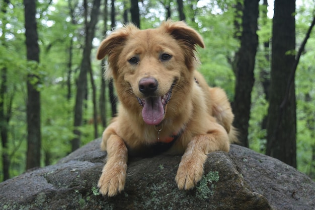 Lindo perro escocés sonriendo sobre una gran roca