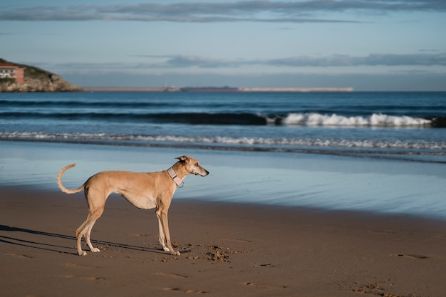 Lindo perro galgo en la playa